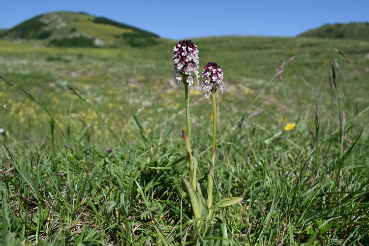 Le entusiasmanti fioriture di Monte Nerone (Appennino Umbro-Marchigiano)