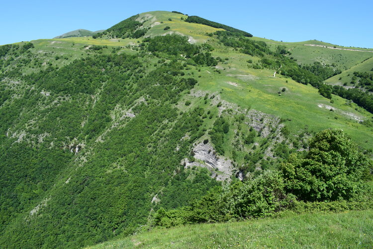 Le entusiasmanti fioriture di Monte Nerone (Appennino Umbro-Marchigiano)