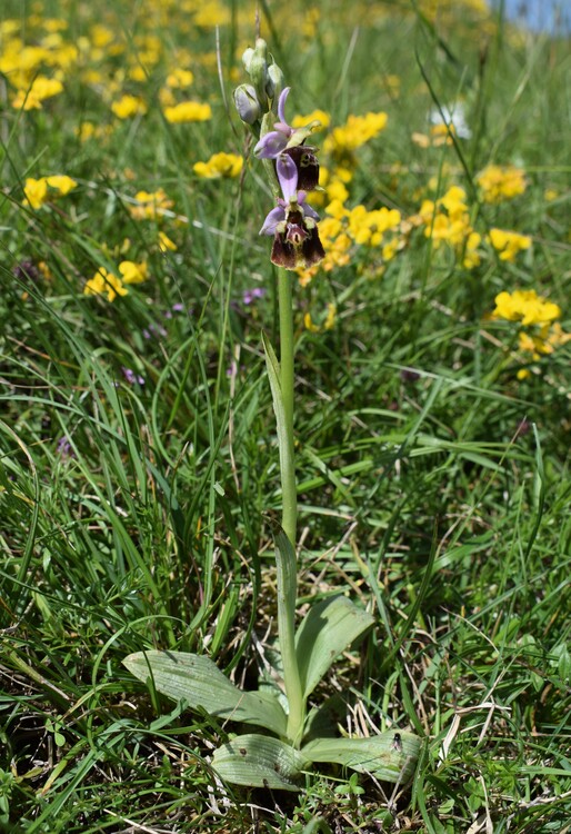 Le entusiasmanti fioriture di Monte Nerone (Appennino Umbro-Marchigiano)