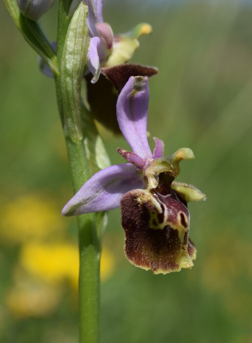 Le entusiasmanti fioriture di Monte Nerone (Appennino Umbro-Marchigiano)