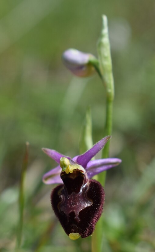 Le entusiasmanti fioriture di Monte Nerone (Appennino Umbro-Marchigiano)