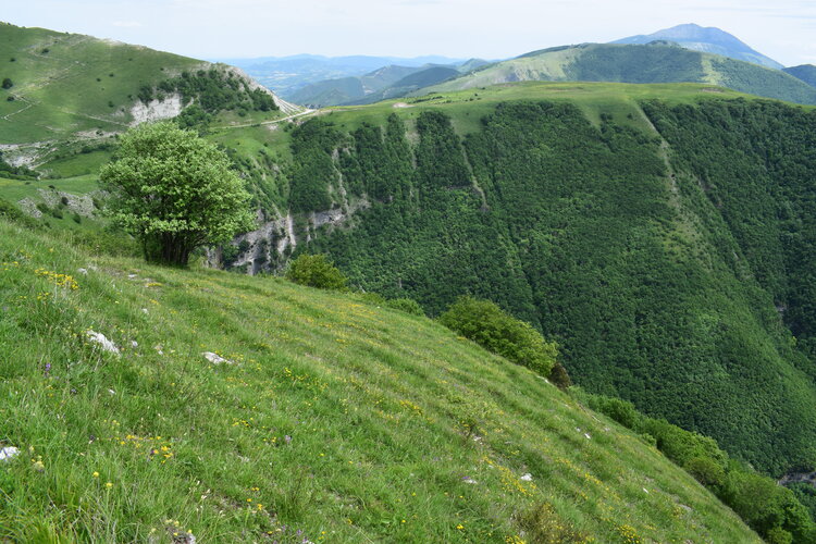 Le entusiasmanti fioriture di Monte Nerone (Appennino Umbro-Marchigiano)