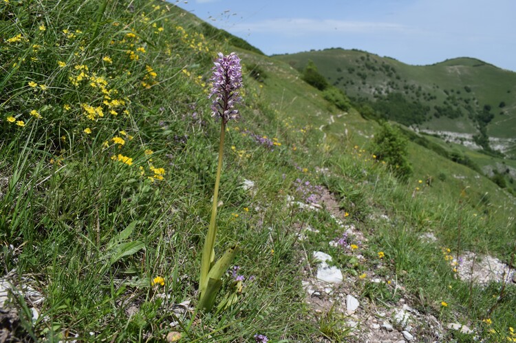 Le entusiasmanti fioriture di Monte Nerone (Appennino Umbro-Marchigiano)