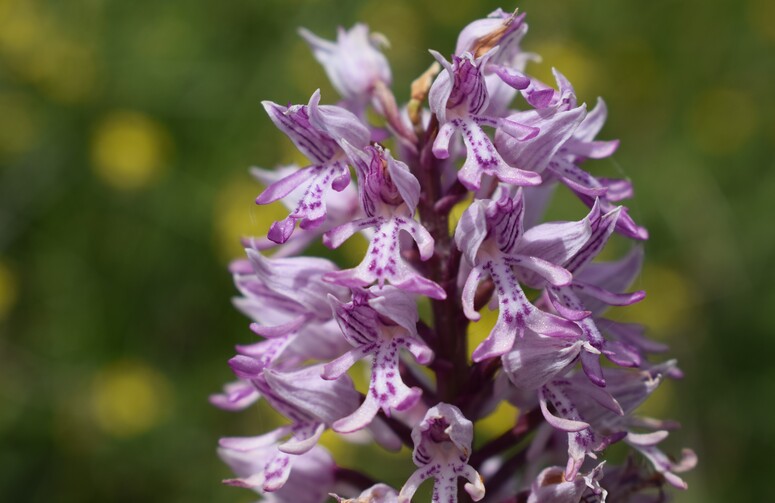 Le entusiasmanti fioriture di Monte Nerone (Appennino Umbro-Marchigiano)