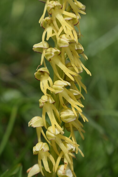 Le entusiasmanti fioriture di Monte Nerone (Appennino Umbro-Marchigiano)