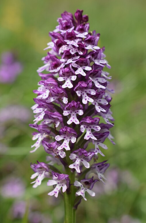 Le entusiasmanti fioriture di Monte Nerone (Appennino Umbro-Marchigiano)