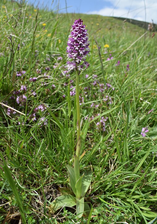 Le entusiasmanti fioriture di Monte Nerone (Appennino Umbro-Marchigiano)