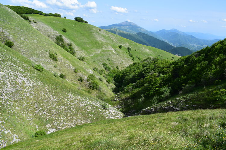 Le entusiasmanti fioriture di Monte Nerone (Appennino Umbro-Marchigiano)