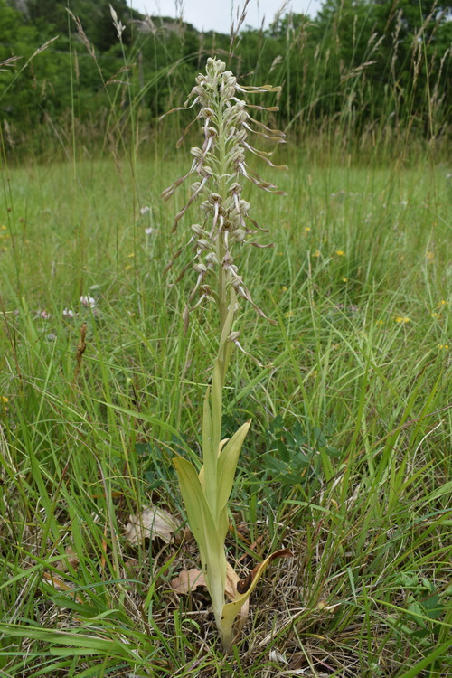 Himantoglossum hircinum (Val di Taro, Appennino Parmense)