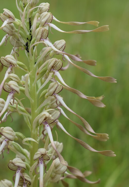 Himantoglossum hircinum (Val di Taro, Appennino Parmense)