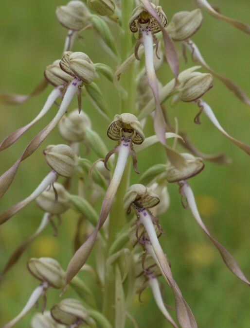 Himantoglossum hircinum (Val di Taro, Appennino Parmense)