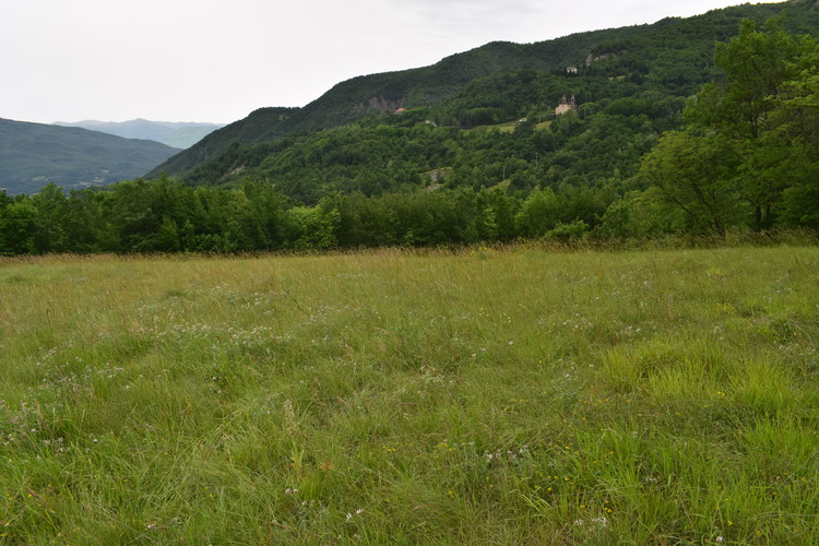 Himantoglossum hircinum (Val di Taro, Appennino Parmense)