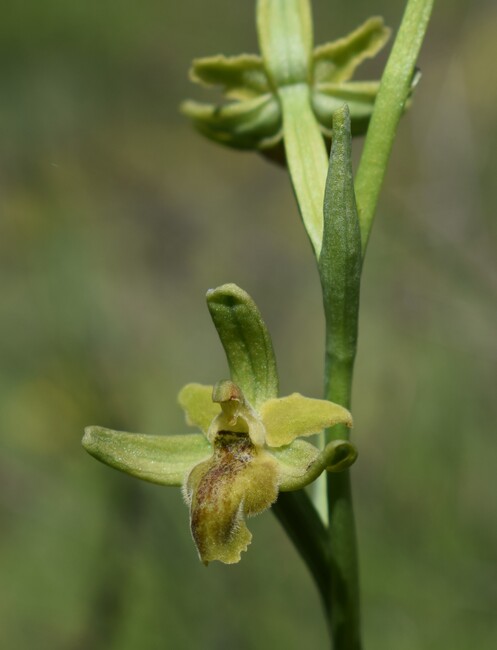 Lusus di Ophrys sphegodes?