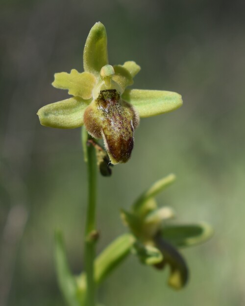 Lusus di Ophrys sphegodes?