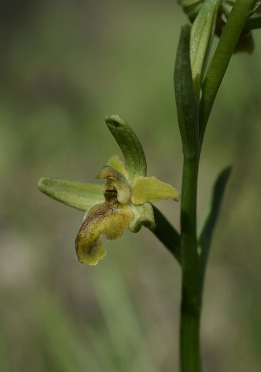 Lusus di Ophrys sphegodes?