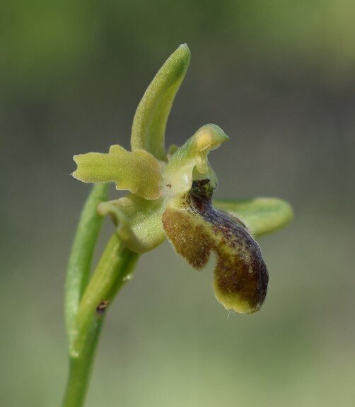 Lusus di Ophrys sphegodes?