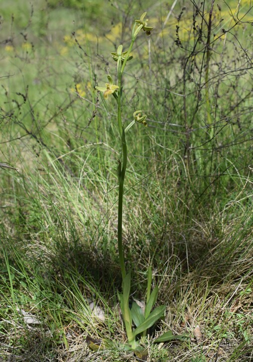 Lusus di Ophrys sphegodes?