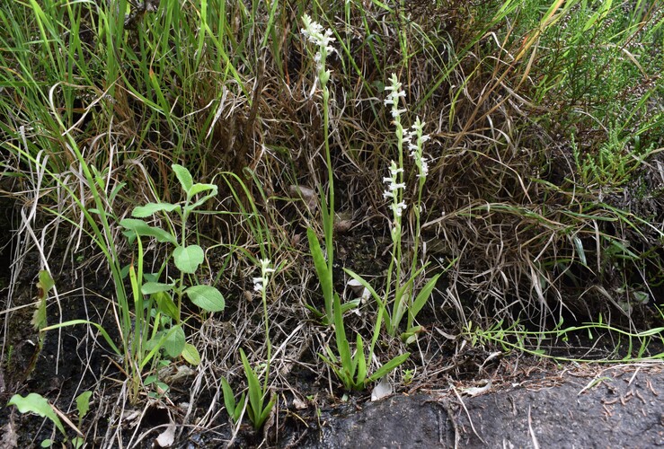 Spiranthes aestivalis (Alpi Apuane)