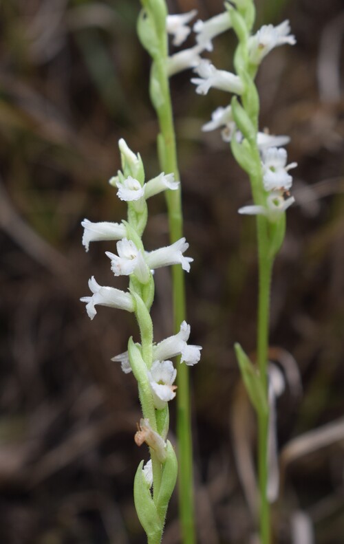 Spiranthes aestivalis (Alpi Apuane)