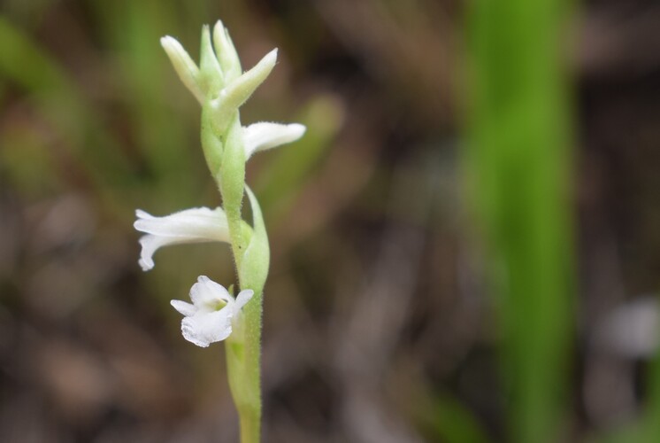 Spiranthes aestivalis (Alpi Apuane)