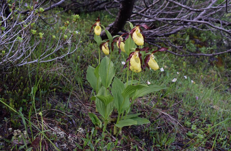 Sulle orme di Giampaolo... Nigritella widderi in Brenta