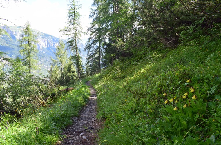 Sulle orme di Giampaolo... Nigritella widderi in Brenta