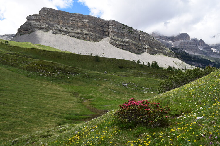 Sulle orme di Giampaolo... Nigritella widderi in Brenta