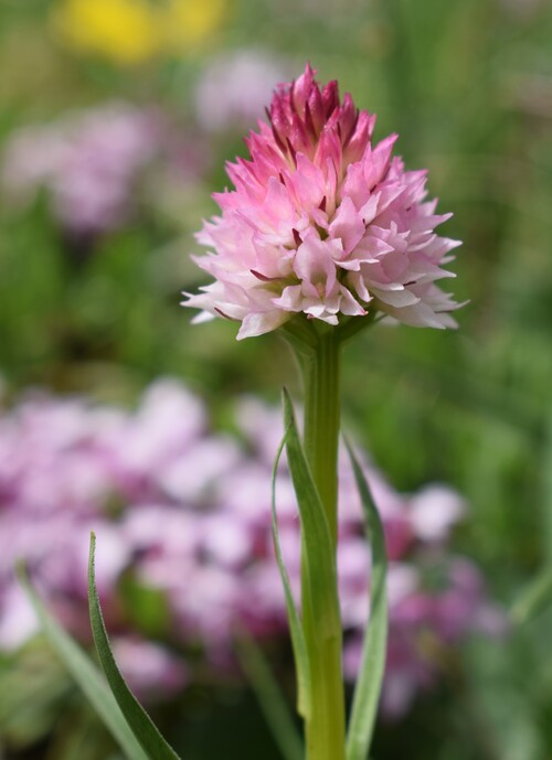 Sulle orme di Giampaolo... Nigritella widderi in Brenta