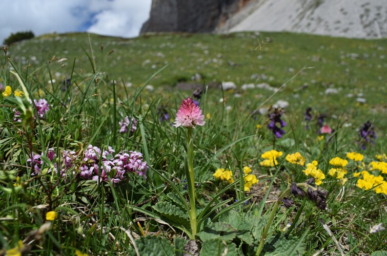 Sulle orme di Giampaolo... Nigritella widderi in Brenta