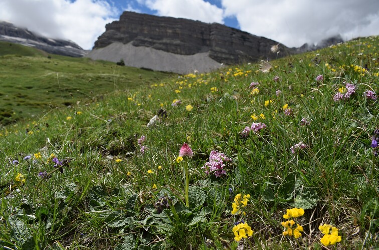 Sulle orme di Giampaolo... Nigritella widderi in Brenta