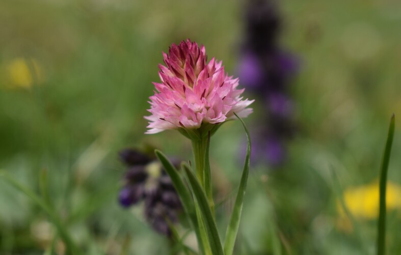 Sulle orme di Giampaolo... Nigritella widderi in Brenta