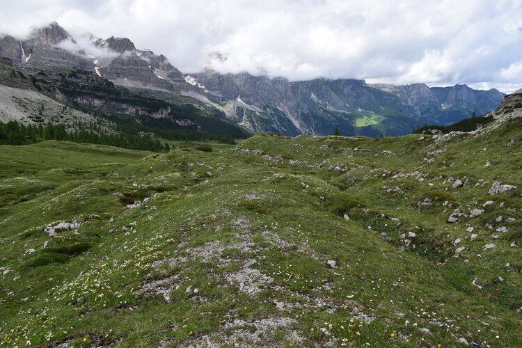 Sulle orme di Giampaolo... Nigritella widderi in Brenta