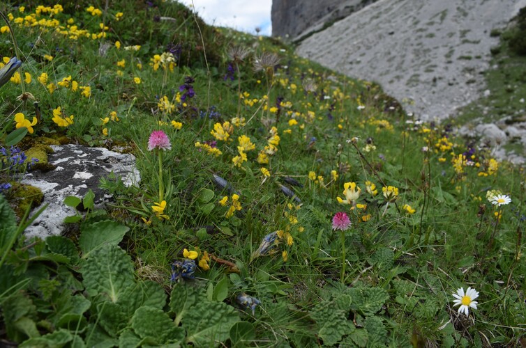 Sulle orme di Giampaolo... Nigritella widderi in Brenta