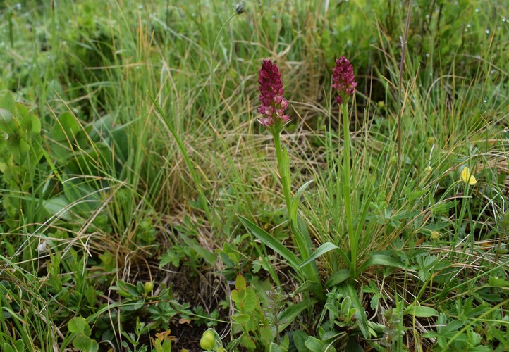 Passo Valles, dove crescono le Pseuditella micrantha