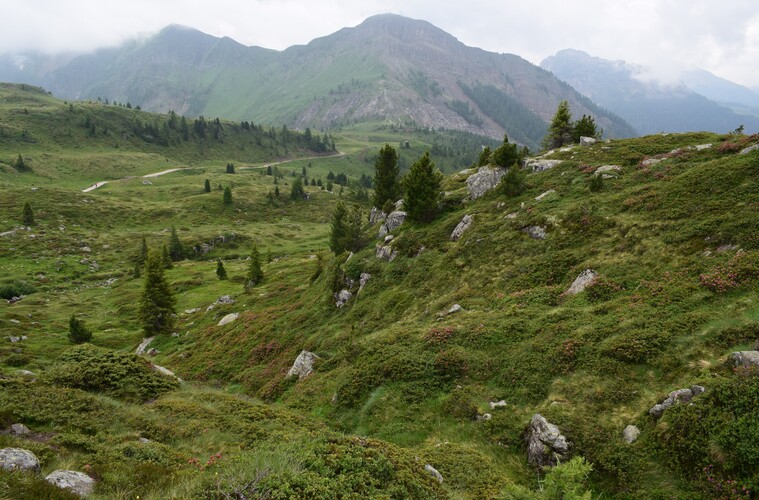 Passo Valles, dove crescono le Pseuditella micrantha