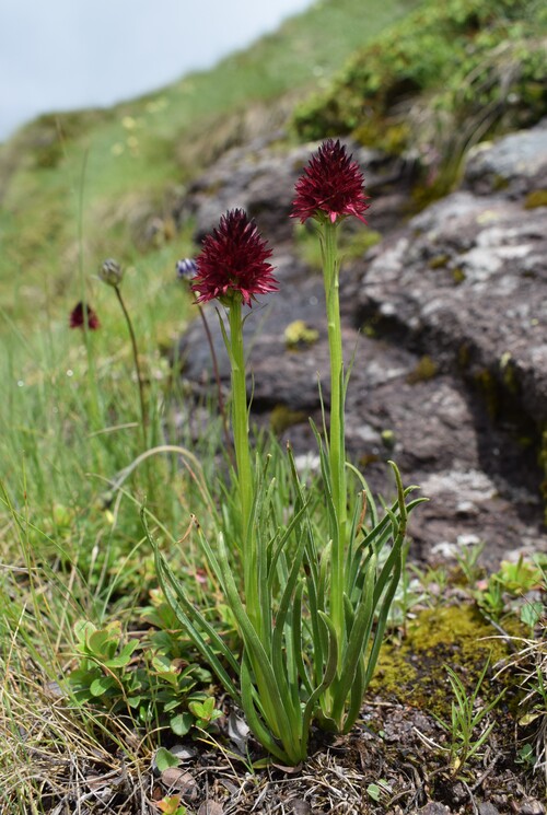 Passo Valles, dove crescono le Pseuditella micrantha