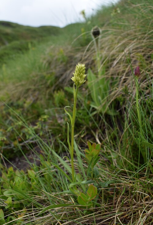 Passo Valles, dove crescono le Pseuditella micrantha