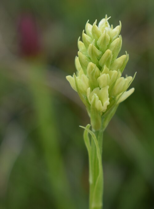 Passo Valles, dove crescono le Pseuditella micrantha