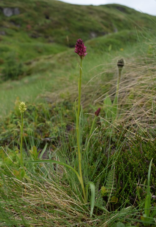 Passo Valles, dove crescono le Pseuditella micrantha