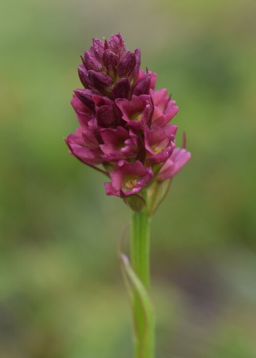 Passo Valles, dove crescono le Pseuditella micrantha