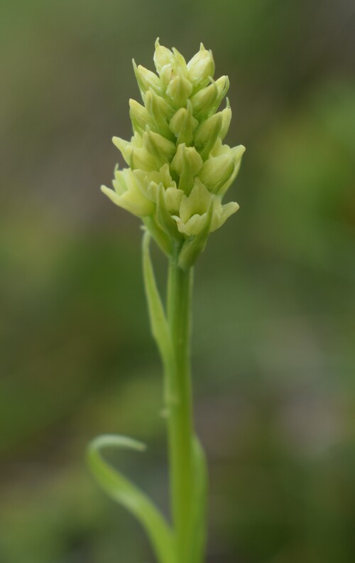 Passo Valles, dove crescono le Pseuditella micrantha