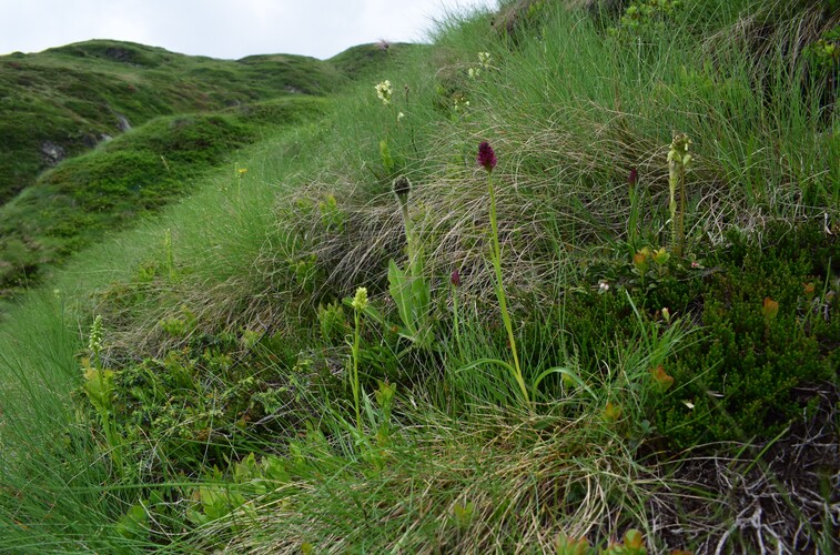 Passo Valles, dove crescono le Pseuditella micrantha