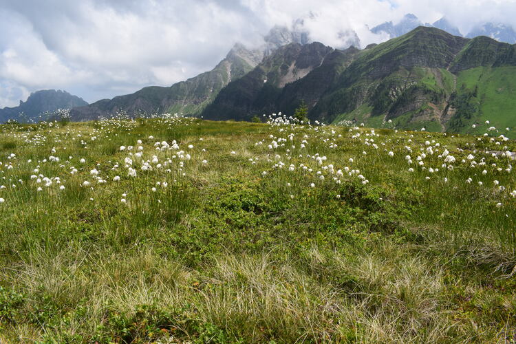 Passo Valles, dove crescono le Pseuditella micrantha