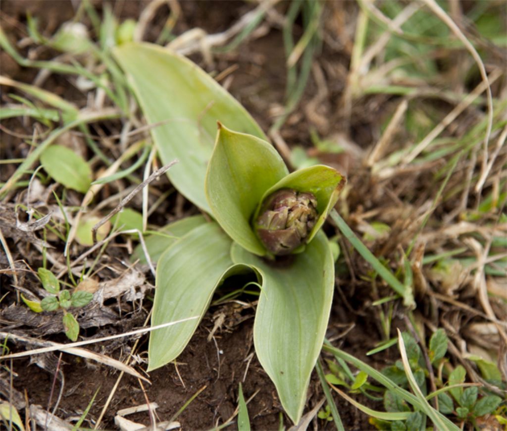 Anacamptis collina