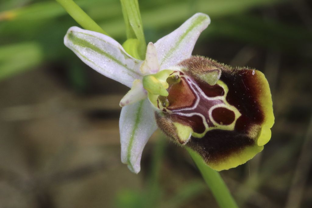 Ophrys cinnabarina