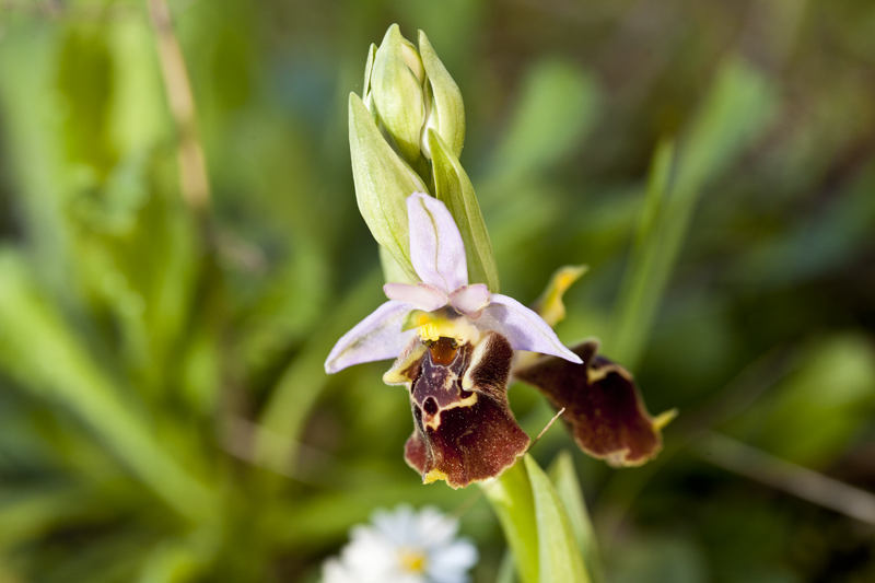 Ophrys apulica