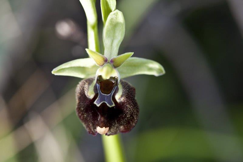 Ophrys parvimaculata