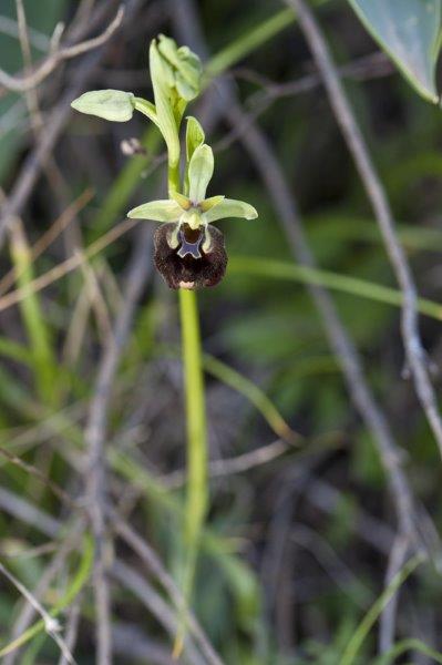 Ophrys parvimaculata