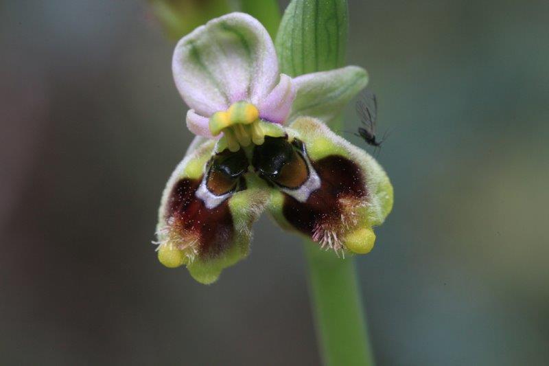 Lusus di Ophrys tenthredinifera