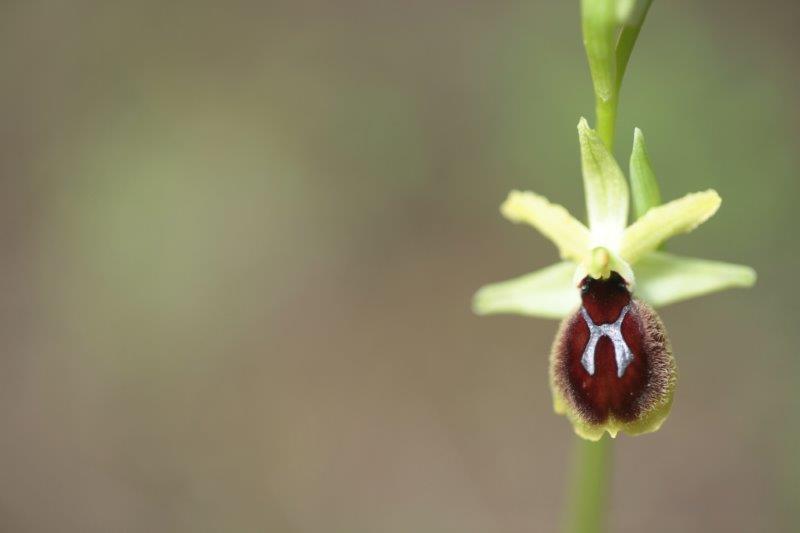 Ophrys tarantina